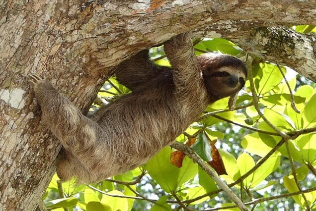 A sloth resting peacefully on a tree branch in the lush forests of Panama during an Embera tour.