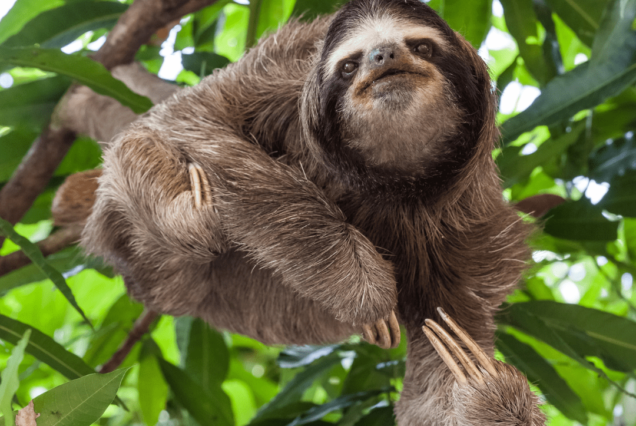 sloths in panama embera tours