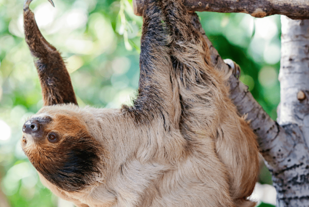 Sloth in a three in Panama With embera tours