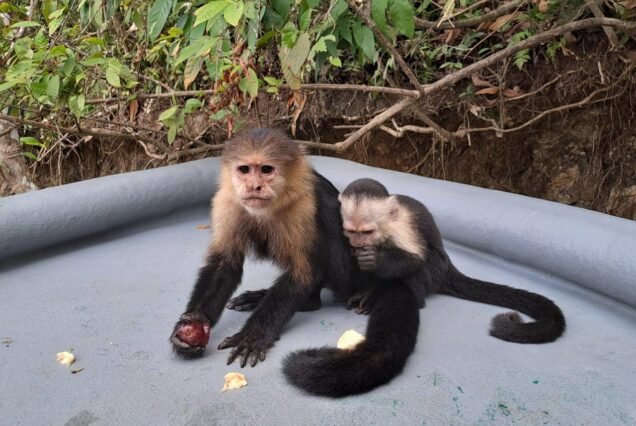 Monitos comiendo en Panamá durante el Monkey Tour
