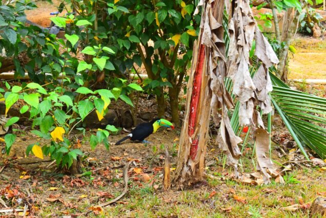 Toucan perched amidst vibrant foliage during Emberá community tour